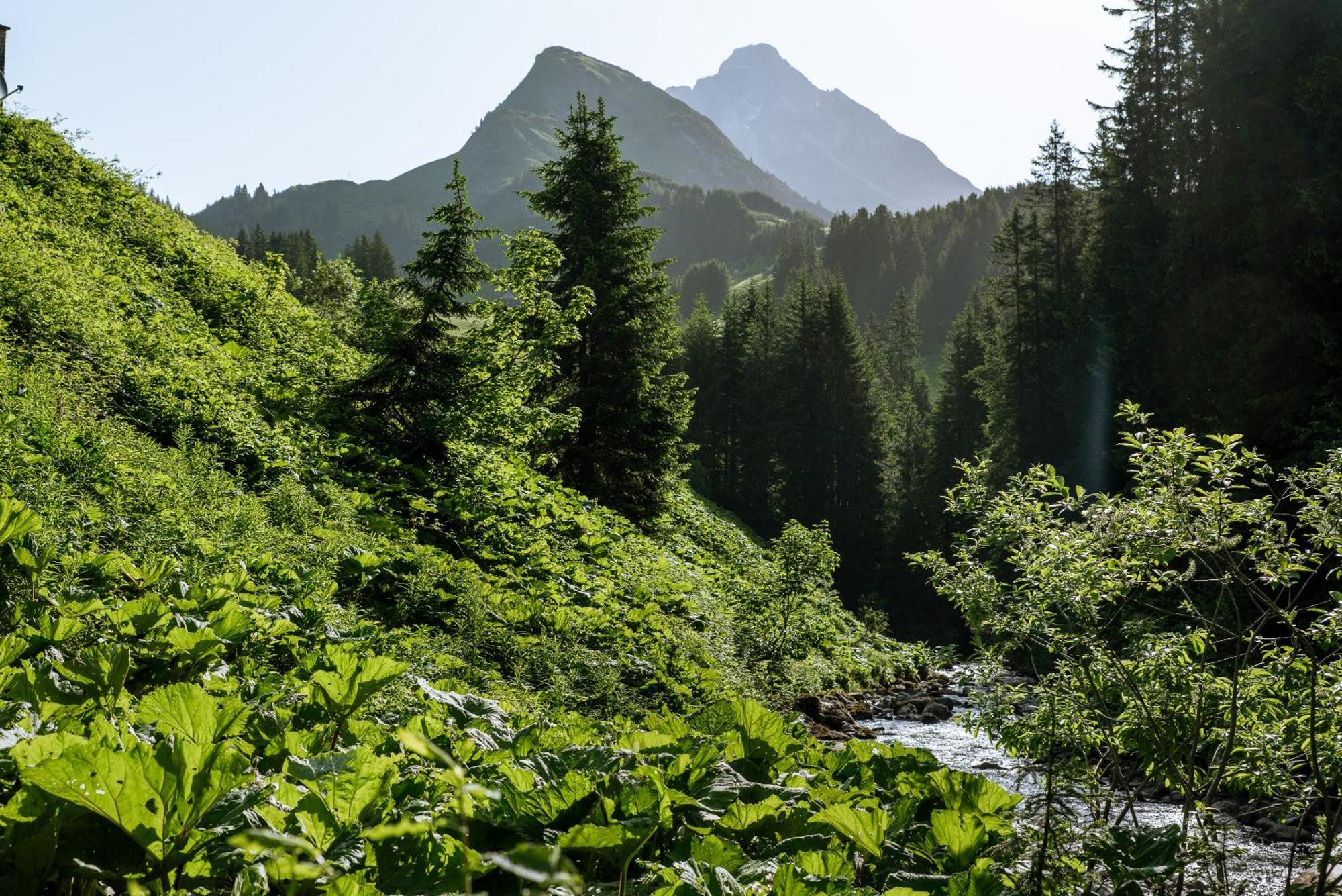 Am Gehren - Arlberg * Warth (Vorarlberg)